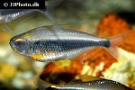 moenkhausia heikoi moenkhausia heikoi