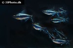 moenkhausia heikoi moenkhausia heikoi