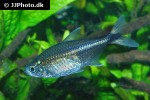 moenkhausia intermedia moenkhausia intermedia