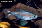 moenkhausia intermedia moenkhausia intermedia