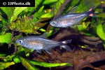 moenkhausia intermedia moenkhausia intermedia