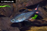moenkhausia intermedia moenkhausia intermedia