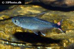 moenkhausia intermedia moenkhausia intermedia