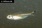 moenkhausia lepidura moenkhausia lepidura