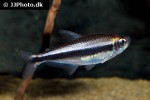 moenkhausia phaeonota moenkhausia phaeonota