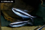 moenkhausia phaeonota moenkhausia phaeonota