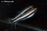 moenkhausia phaeonota moenkhausia phaeonota