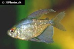 moenkhausia pittieri moenkhausia pittieri