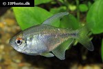 moenkhausia pittieri moenkhausia pittieri