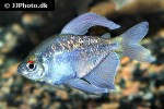 moenkhausia pittieri moenkhausia pittieri