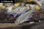 moenkhausia pittieri moenkhausia pittieri