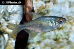 moenkhausia pittieri moenkhausia pittieri