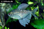 moenkhausia pittieri moenkhausia pittieri