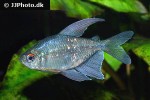 moenkhausia pittieri moenkhausia pittieri