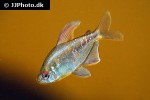 moenkhausia pittieri moenkhausia pittieri