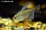 moenkhausia pittieri moenkhausia pittieri