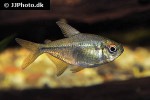 moenkhausia pittieri moenkhausia pittieri
