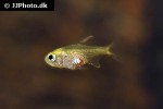 moenkhausia pittieri moenkhausia pittieri