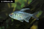 moenkhausia pittieri moenkhausia pittieri