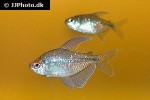 moenkhausia pittieri moenkhausia pittieri