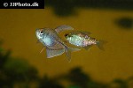 moenkhausia pittieri moenkhausia pittieri