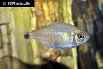 moenkhausia robertsi moenkhausia robertsi