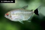 moenkhausia sanctaefilomenae moenkhausia sanctaefilomenae
