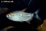 moenkhausia sanctaefilomenae moenkhausia sanctaefilomenae