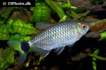 moenkhausia sanctaefilomenae moenkhausia sanctaefilomenae