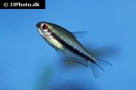nematobrycon lacortei nematobrycon lacortei