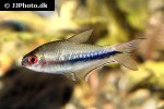 nematobrycon lacortei nematobrycon lacortei