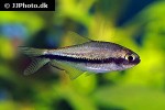 nematobrycon lacortei nematobrycon lacortei