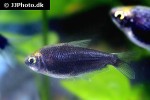 nematobrycon palmeri black nematobrycon palmeri black