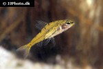 odontocharacidium aphanes odontocharacidium aphanes