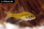 odontocharacidium aphanes odontocharacidium aphanes