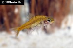 odontocharacidium aphanes odontocharacidium aphanes