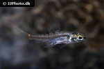 odontocharacidium cf aphanes odontocharacidium cf aphanes