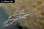 odontocharacidium cf aphanes odontocharacidium cf aphanes