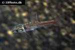 odontocharacidium cf aphanes odontocharacidium cf aphanes