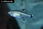 odontostilbe pequira odontostilbe pequira