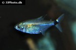 odontostilbe pequira odontostilbe pequira