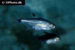odontostilbe pequira odontostilbe pequira