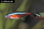 paracheirodon axelrodi paracheirodon axelrodi