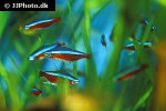 paracheirodon axelrodi paracheirodon axelrodi