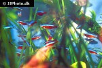paracheirodon axelrodi paracheirodon axelrodi