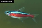 paracheirodon axelrodi paracheirodon axelrodi