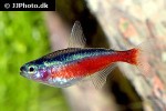 paracheirodon axelrodi paracheirodon axelrodi