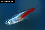paracheirodon innesi paracheirodon innesi