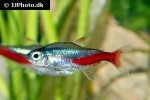 paracheirodon innesi paracheirodon innesi