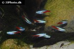 paracheirodon innesi paracheirodon innesi